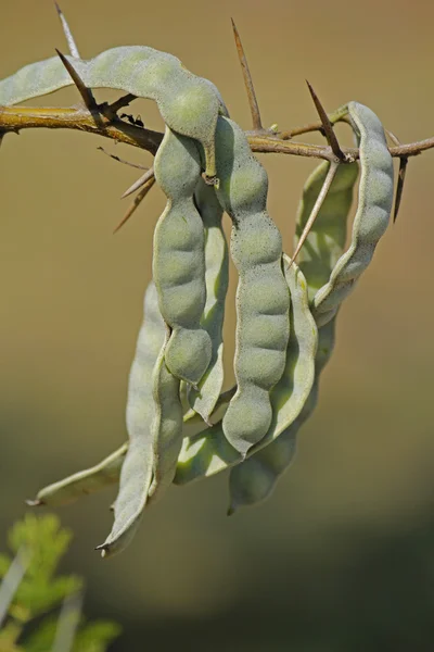 Vainas de Vachellia nilotica, Acacia Nilotica, árbol de Babhul, India — Foto de Stock