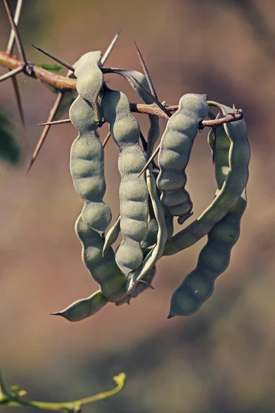 Vainas de Vachellia nilotica, Acacia Nilotica, árbol de Babhul, India — Foto de Stock