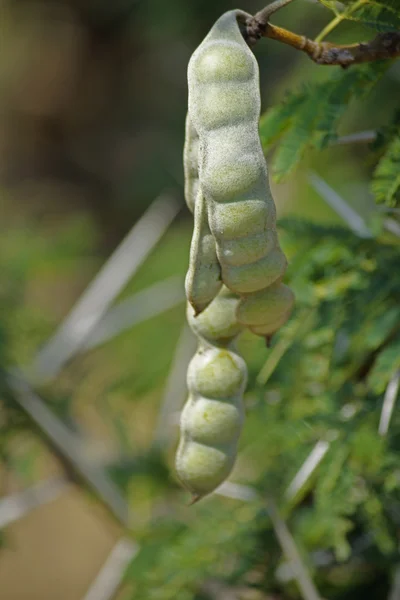 Vainas de Vachellia nilotica, Acacia Nilotica, árbol de Babhul, India — Foto de Stock