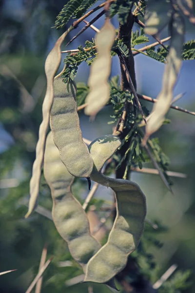 Cialde di Vachellia nilotica, Acacia Nilotica, Babhul tree, India — Foto Stock
