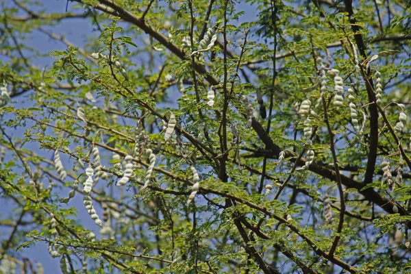 Vachellia nilotica, Acacia Nilotica, Babhul, Inde . — Photo