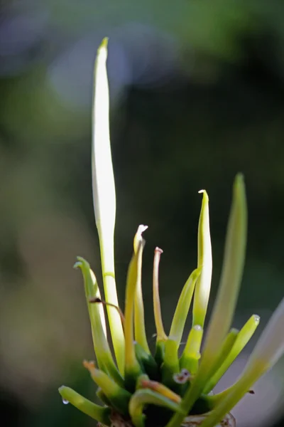 Spider lily, Beach spider lily, Hymenocallis littoralis — Stock fotografie