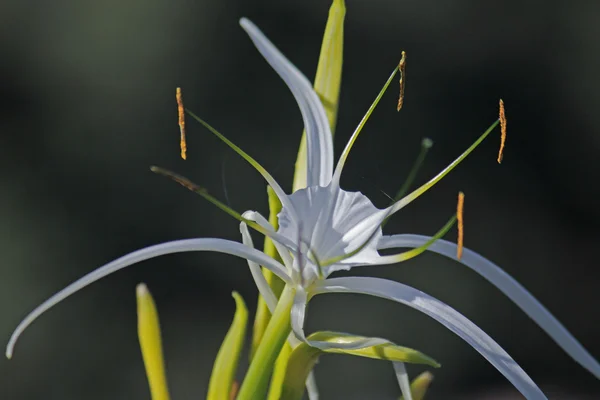 Spider lily, Beach spider lily, Hymenocces littoralis — стоковое фото