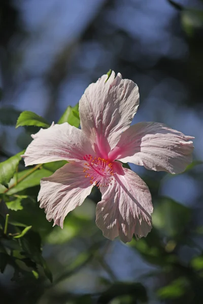 China Rose, Chinese hibiscus, Hibiscus rosa-sinensis — Stockfoto