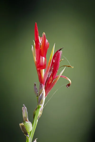 Flowers of Canna or canna lily — Stock Photo, Image