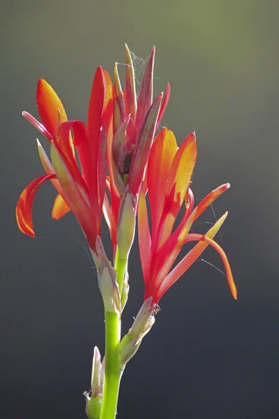 Canna vagy canna liliom virág — Stock Fotó