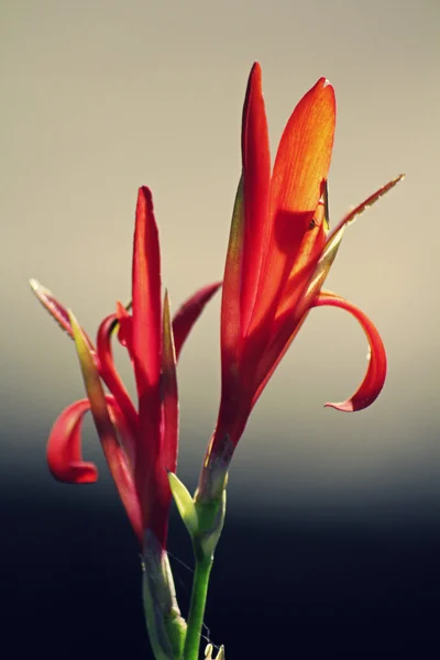 Blüten von Canna oder Canna Lilie — Stockfoto