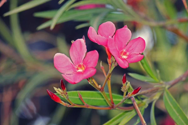 Nerium oleander — Stock Photo, Image