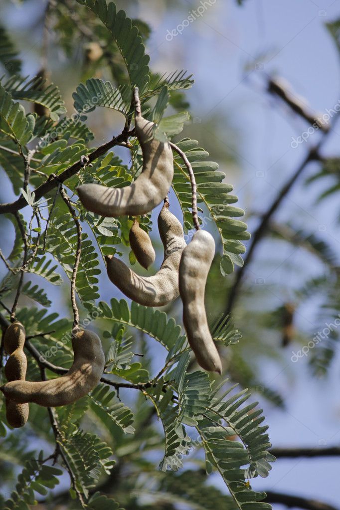 Tamarind Tamarindus Indica Stock Photo Image By C Yogesh More