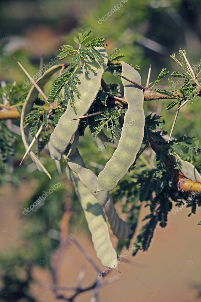Pods Of Vachellia Nilotica Acacia Nilotica Babhul Tree India Stock Photo Image By C Yogesh More