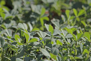 Çemen otu Foenum-graecum bir alandaki bitki