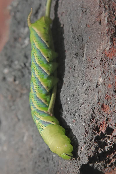 Halál fej hawkmoth (acherontia atropos) hernyó — Stock Fotó