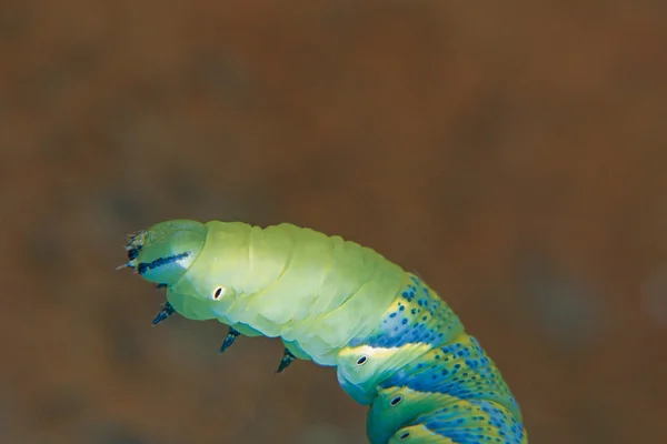 ศีรษะของความตาย Hawkmoth (Acherontia atropos) Caterpillar — ภาพถ่ายสต็อก