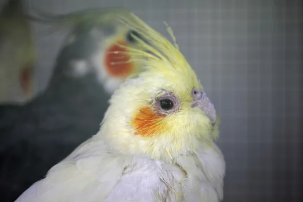 Papagaio Cockatiel fêmea bonita — Fotografia de Stock