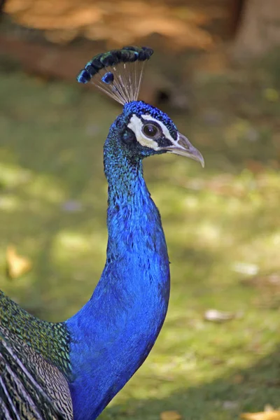 Pheasants and Partridges (Phasianidae — Stock Photo, Image