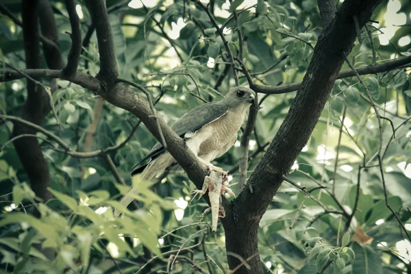 Atmaca badius — Stok fotoğraf