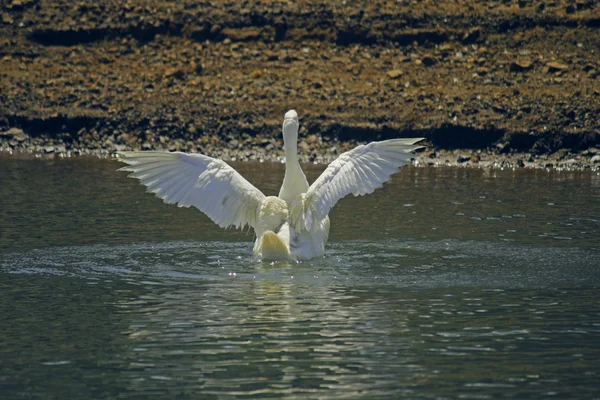 Yerli kaz Gölü — Stok fotoğraf