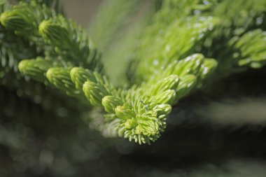 Norfolk Island pine, branch detail clipart