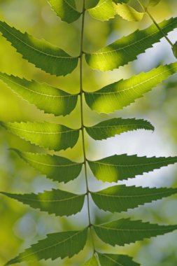 Tıbbi Neem yaprağı-Azadirachta Indica