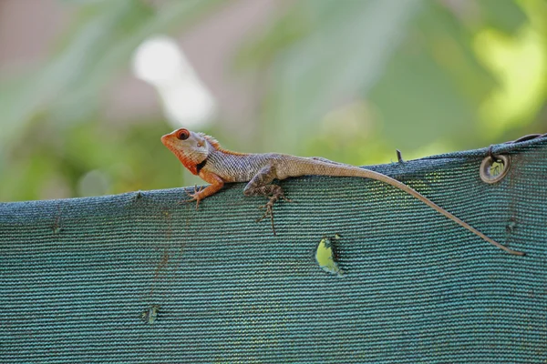 Indiai kerti gyík (Calotes versicolor) — Stock Fotó