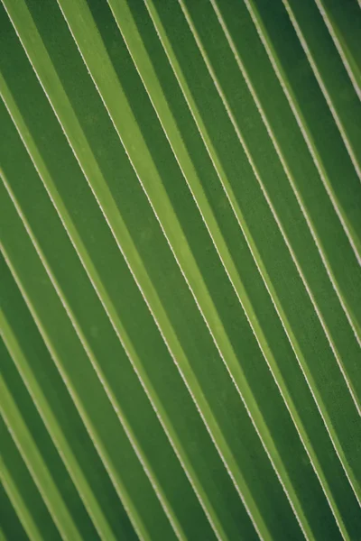 Зеленый кокосовый лист — стоковое фото