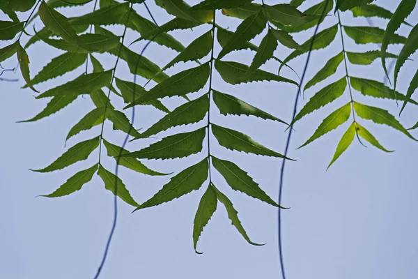 薬用のニームの葉-Azadirachta インディカ — ストック写真