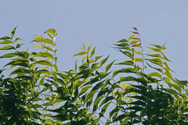 Leczniczych Neem liści Azadirachta indica — Zdjęcie stockowe