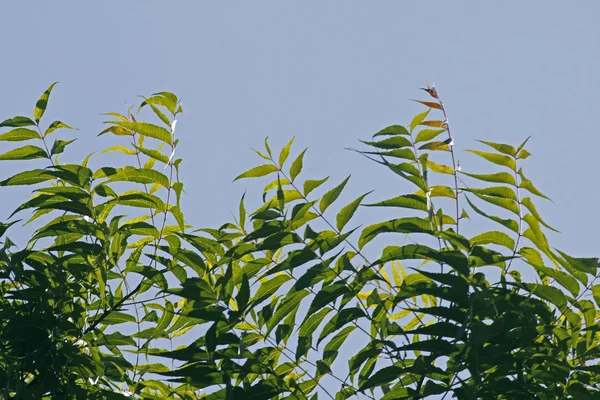 Hojas medicinales de Neem-Azadirachta indica —  Fotos de Stock