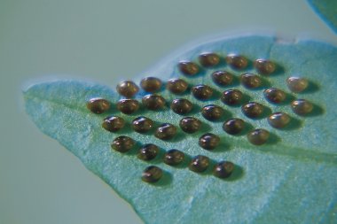 Squash bug (Hemiptera ) eggs on underside of leaf clipart