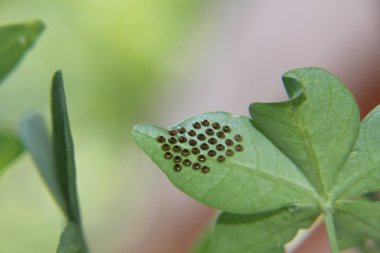Squash bug (Hemiptera ) eggs on underside of leaf clipart