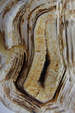 Moleküler fosiller Stromatolite taş