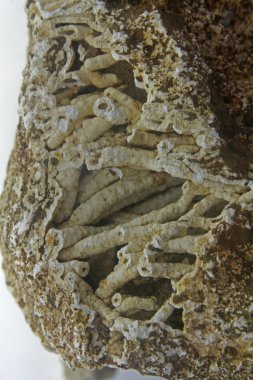 Agatized mercan kalsedon sarkıt ile