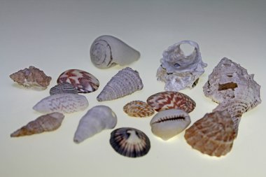 Deniz kabuğu koleksiyonu