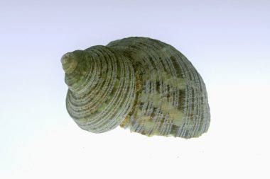 Turbo sparverius kabuk