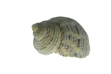 Turbo sparverius kabuk