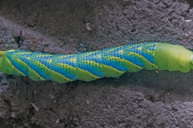 Ölümler baş Hawkmoth (Acherontia atropos) Caterpillar