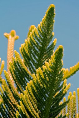 Norfolk Island pine, branch detail clipart