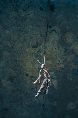 kuru yaprak Ipomoea cairica (ı. palmata)