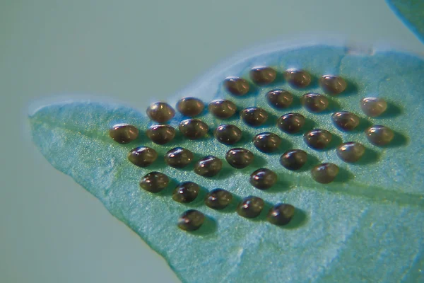 Яйца жука-сквоша (Hemiptera) на нижней стороне листа — стоковое фото