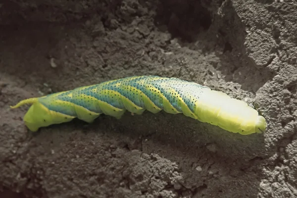 Śmierci głowy wiesiołkowiec (acherontia atropos) caterpillar — Zdjęcie stockowe