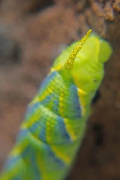 Ölüm'ün baş hawkmoth (acherontia atropos) caterpillar — Stok fotoğraf
