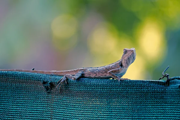 Indiai kerti gyík (Calotes versicolor) — Stock Fotó