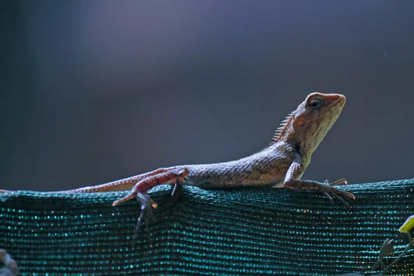 Indiai kerti gyík (Calotes versicolor) — Stock Fotó