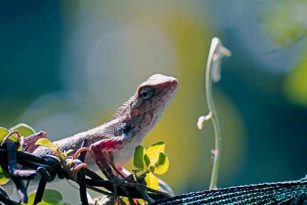 Indiai kerti gyík (Calotes versicolor) — Stock Fotó