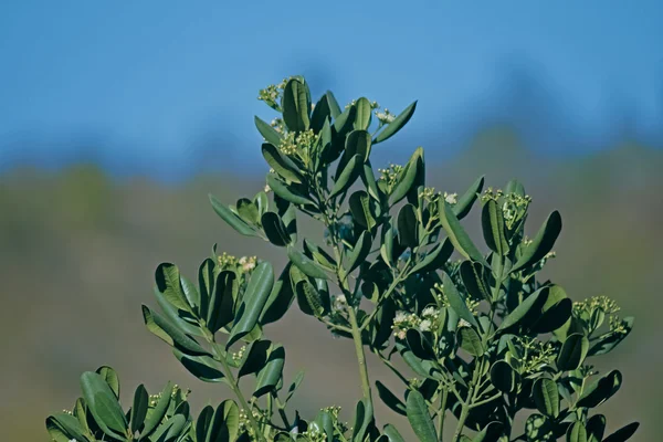 Syzygium cariofilatum — Foto de Stock