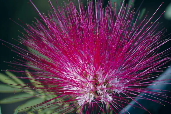 Bloemen van regen boom. (Samanea saman (Jacq.)) — Stockfoto