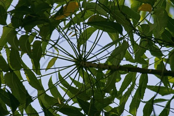 Leczniczych Neem liści Azadirachta indica — Zdjęcie stockowe