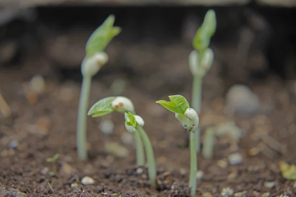 Black eyed peas har grodda — Stockfoto