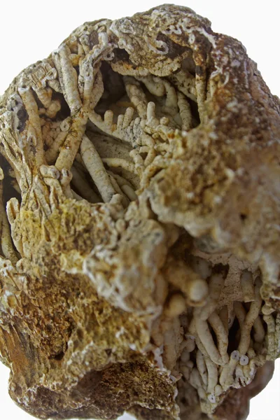 Agatized 的珊瑚与玉髓钟乳石 — 图库照片