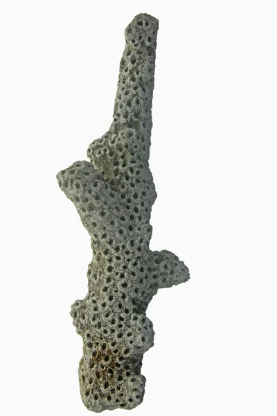 Martwy biały Koral — Zdjęcie stockowe